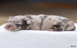 Frenchton dogs for sale: Blaze - Image 3
