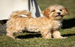 Shihpoo dogs for sale: Duncan - Image 2