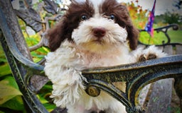 Havapoo dogs for sale: Bella - Image 5