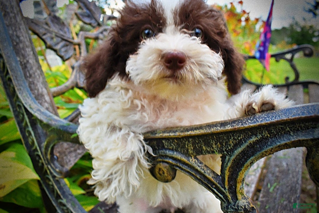 Havapoo dogs for sale: Bella - Image 5