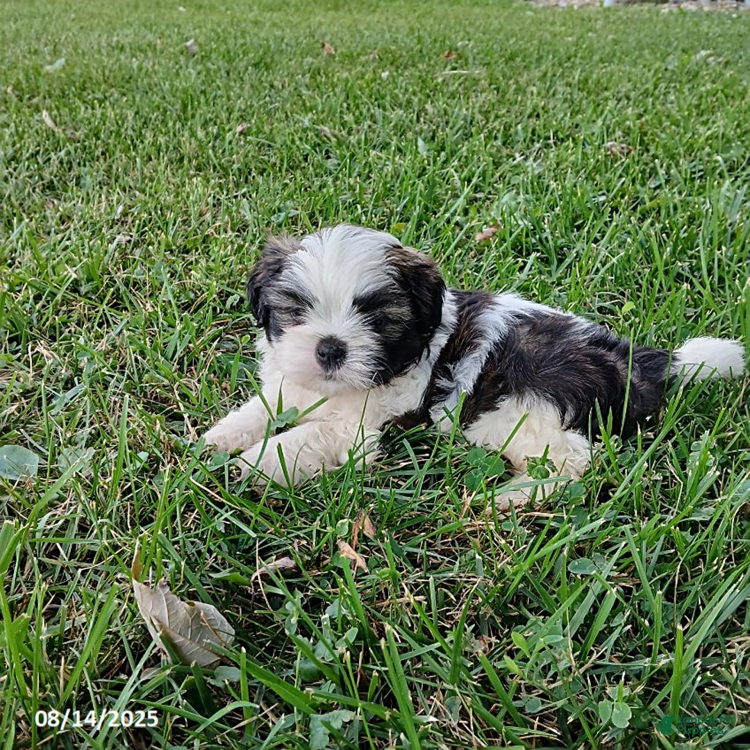 Shih Tzu dogs for sale: Carter - Image 3