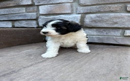 Teddy Bear dogs for sale: Elliott - Image 11