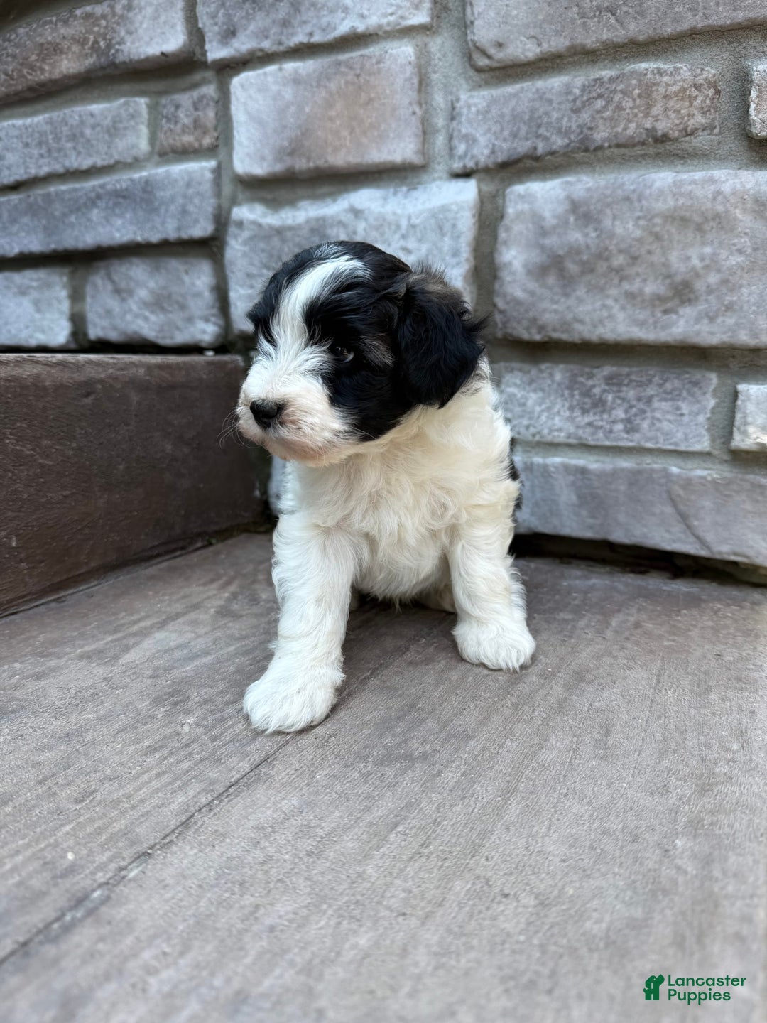 Teddy Bear dogs for sale: Elliott - Image 11