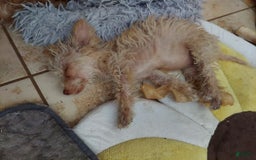 Toy Poodle dogs for sale: Honey - Image 5
