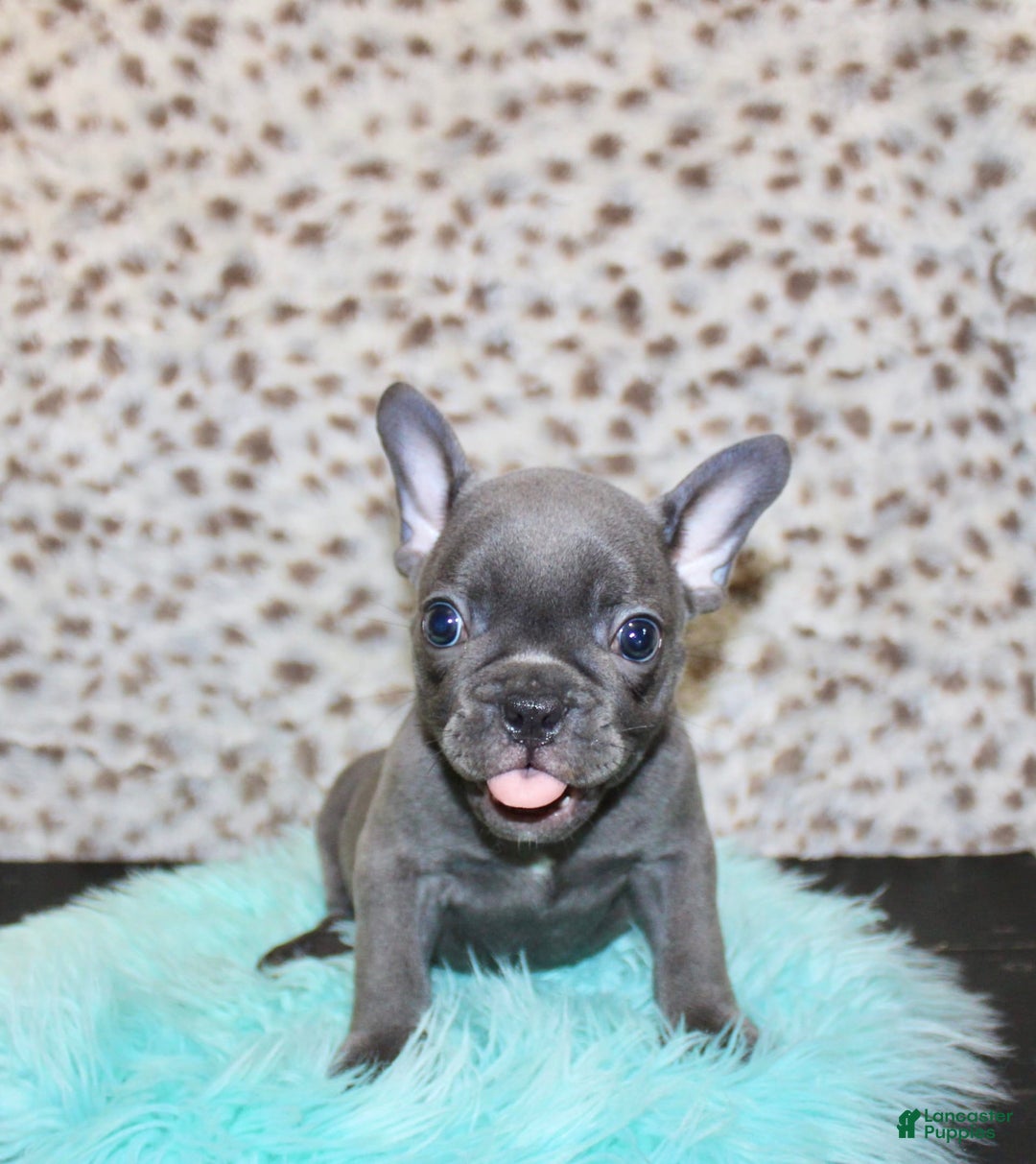 French Bulldog dogs for sale: Phoenix - Image 4