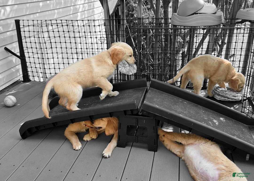 Golden Retriever dogs for sale: Mr. Green 💚 - Image 7
