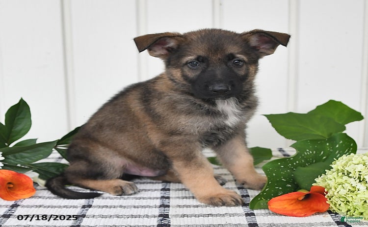 German Shepherd dogs for sale - Ad 5