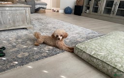 Toy Poodle dogs for sale: Shadow - Image 6