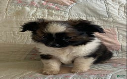 Pomchi dogs for sale: Taner - Image 6