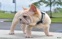 French Bulldog dogs for sale: Rayna Big Rope Velvet Fluffy - Image 14