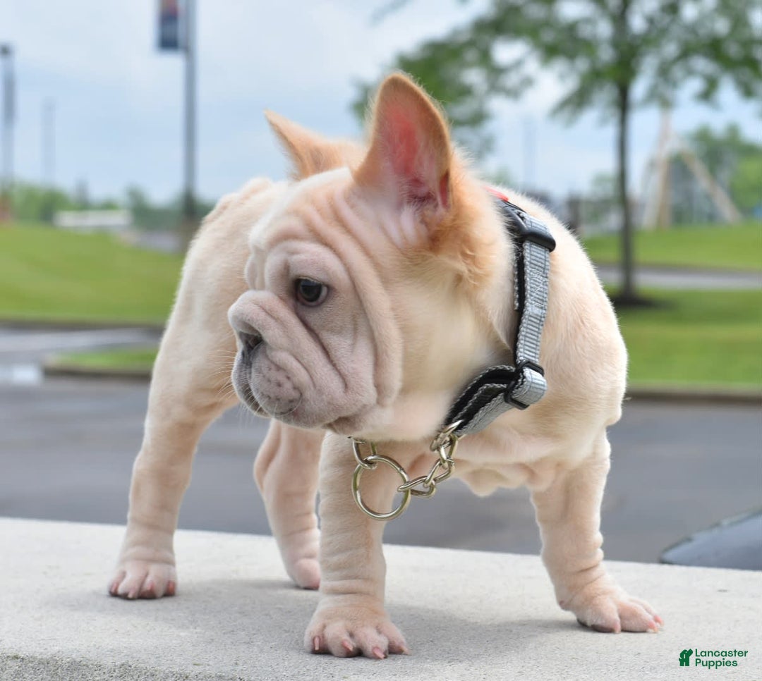 French Bulldog dogs for sale: Rayna Big Rope Velvet Fluffy - Image 14