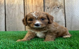 Cavapoo dogs for sale: Stella - Image 4