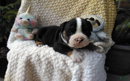 Olde English Bulldogge dogs for sale: Ethan - Image 6