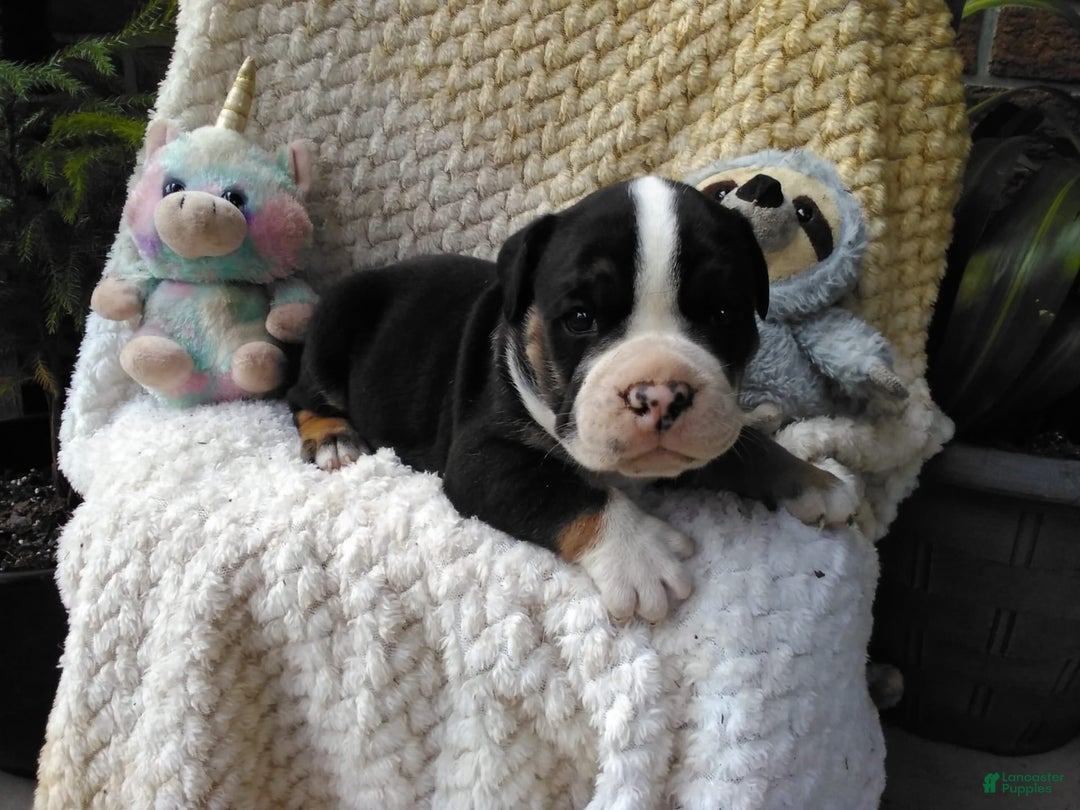 Olde English Bulldogge dogs for sale: Ethan - Image 6