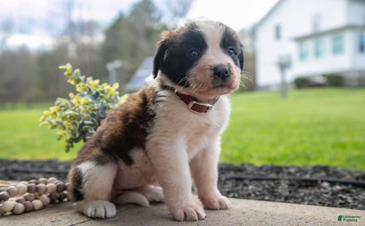 Saint Bernard dogs for sale - Ad 3