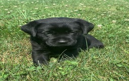 Labrador Retriever dogs for sale: Lilly - Image 9
