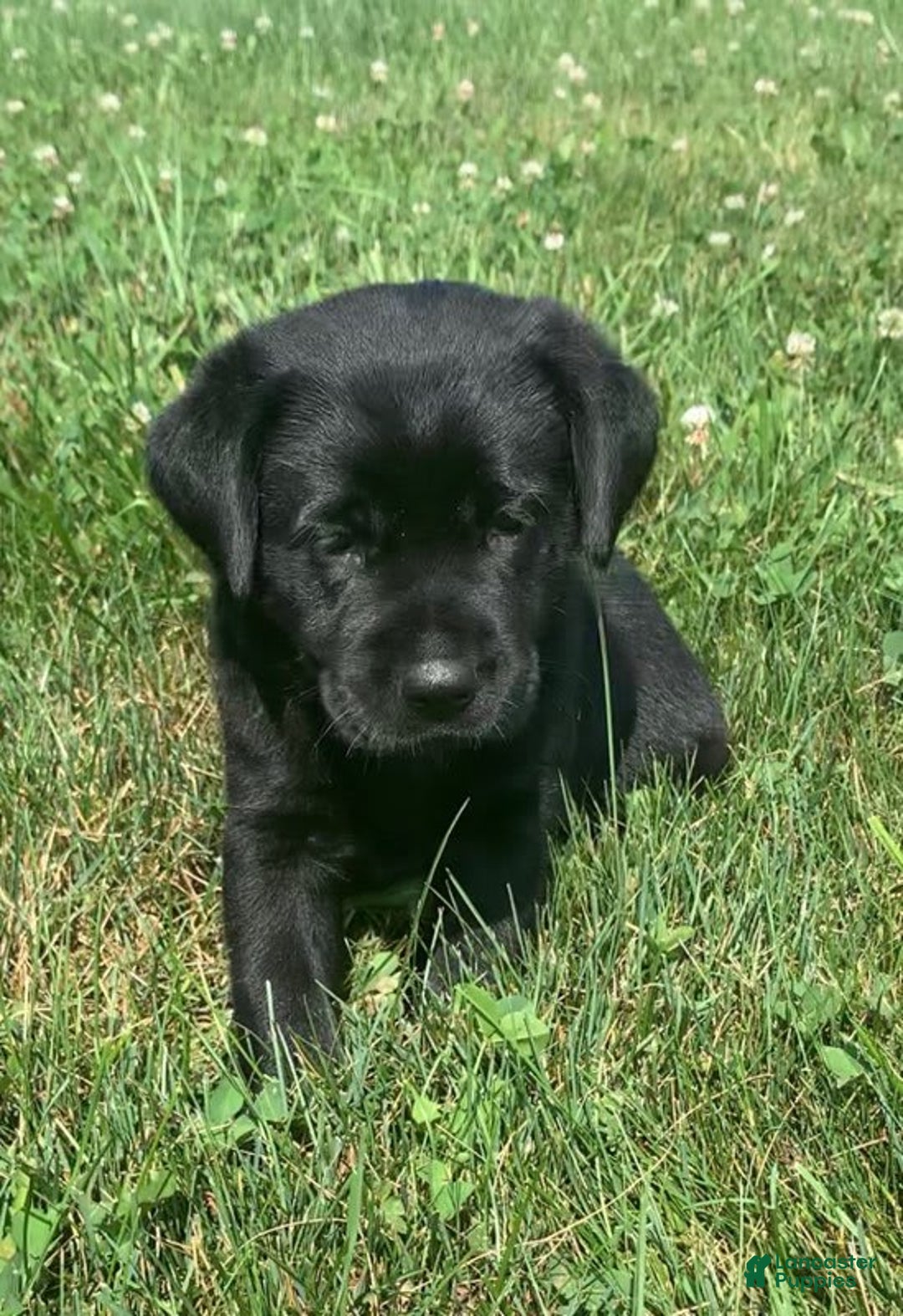 Labrador Retriever dogs for sale: Lilly - Image 9