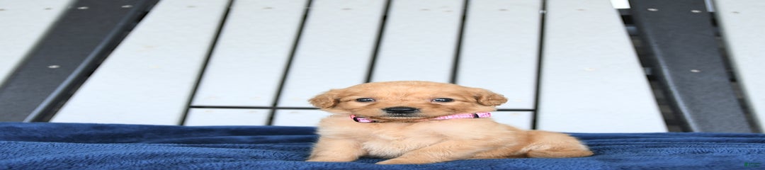 Ava