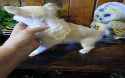 Chinese Crested dogs for sale: Teddy - Image 9