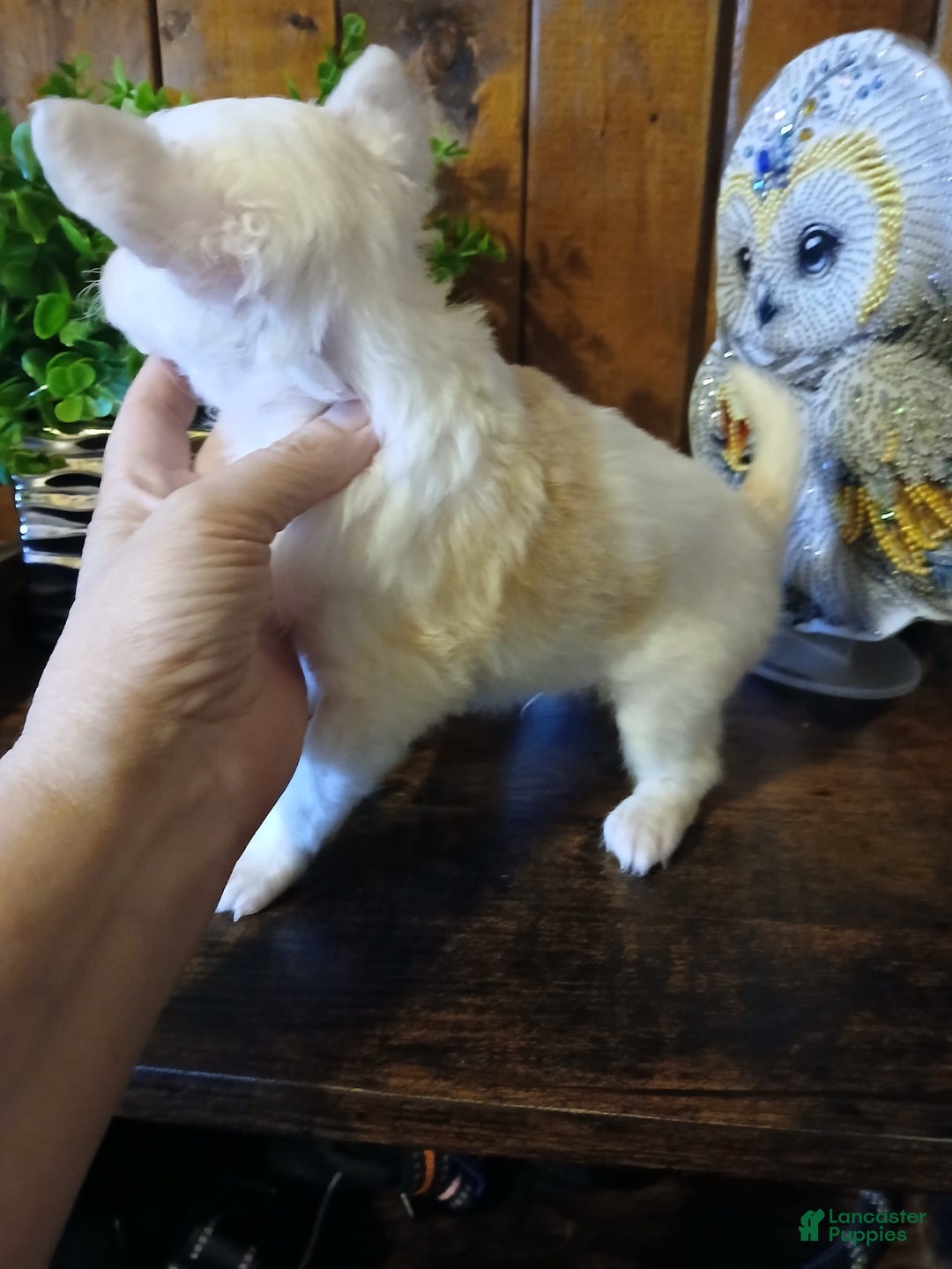 Chinese Crested dogs for sale: Teddy - Image 9