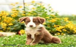Border Collie dogs for sale: Shep - Image 3