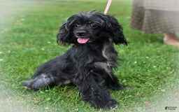 Cockapoo dogs for sale: Milo - Image 5