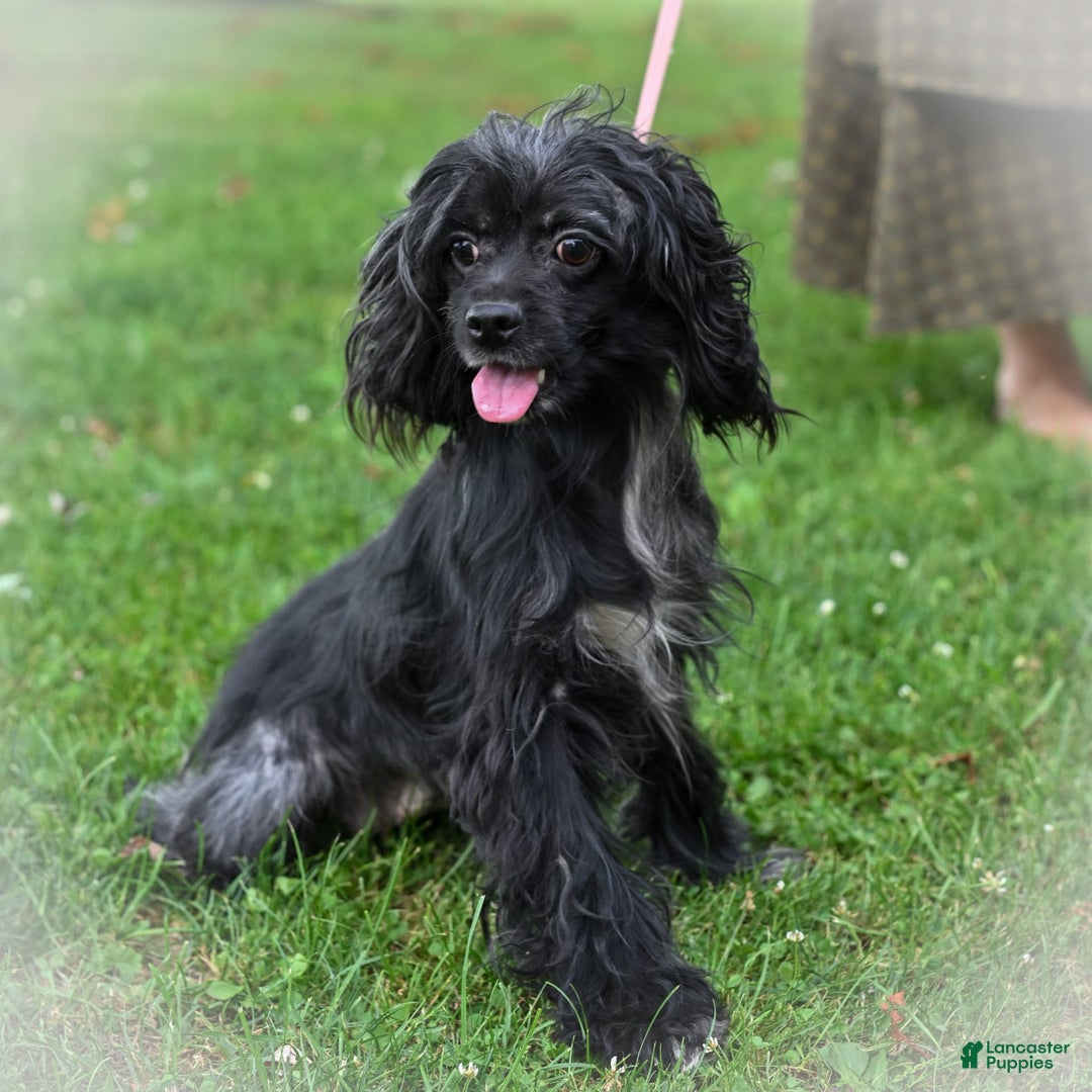 Cockapoo dogs for sale: Milo - Image 5