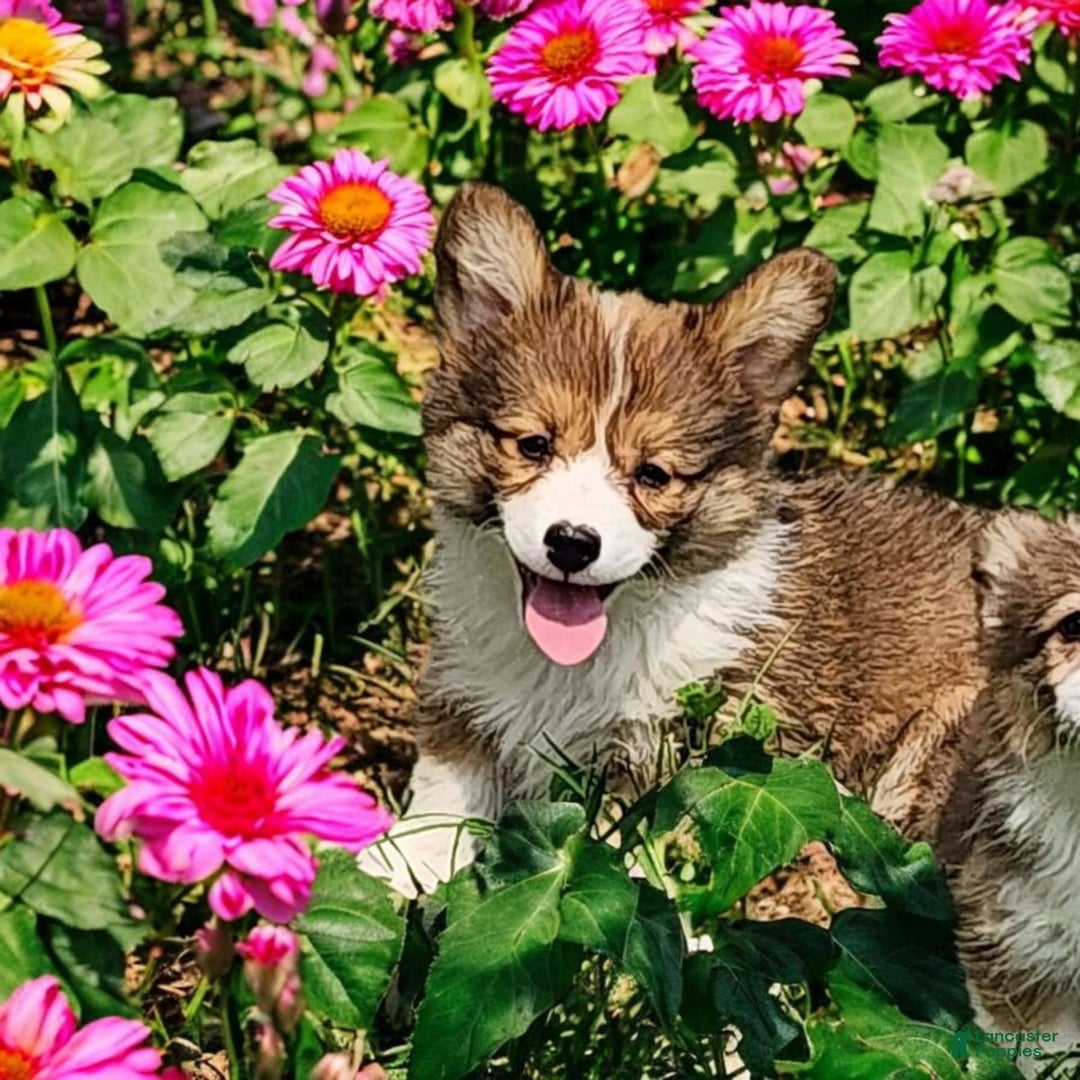 Welsh Corgi Pembroke dogs for sale: Trey Fluffy - Image 16