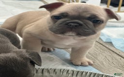 French Bulldog dogs for sale: Creamy - Image 4