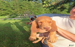 Bloodhound dogs for sale: Dark Green - Image 2