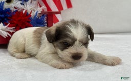 Miniature Schnauzer dogs for sale: Paisley Male 2 - Image 6
