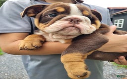 English Bulldog dogs for sale: Sadie - Image 11
