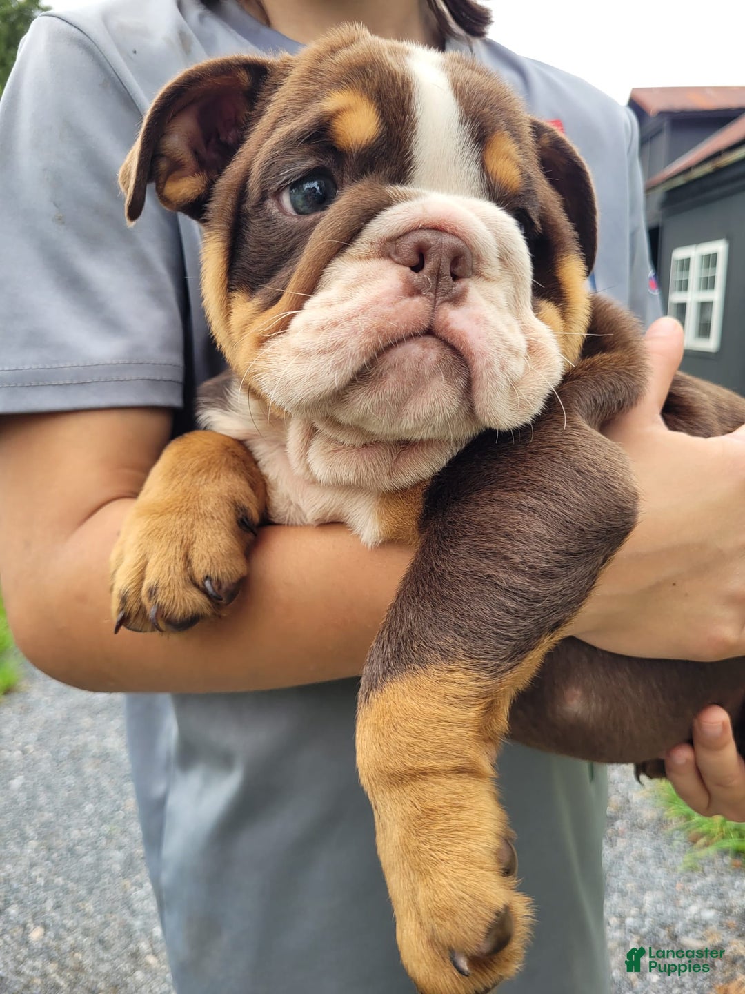 English Bulldog dogs for sale: Sadie - Image 11