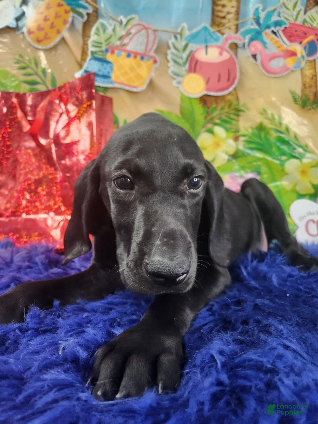 German Shorthaired Pointer dogs for sale: Casey - Image 3
