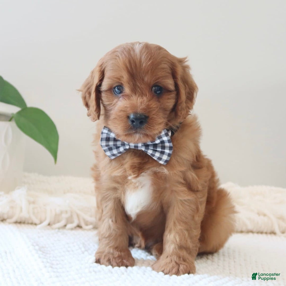 Cavapoo dogs for sale: Flash - Image 6