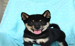 Shiba Inu dogs for sale: Warrior - Image 11