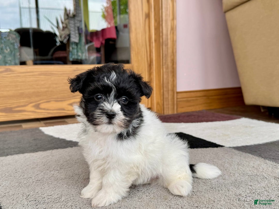 Havanese dogs for sale: Jared - Image 8
