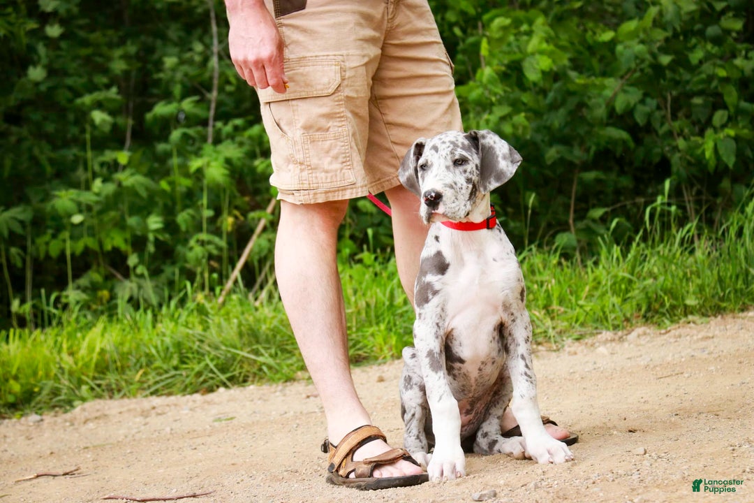 Great Dane dogs for sale: Jamaica - Image 9