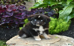 Miniature Australian Shepherd dogs for sale: Chase - Image 8