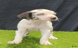 Catahoula Leopard Dog dogs for sale: Diamond 2025 F3 - Image 6