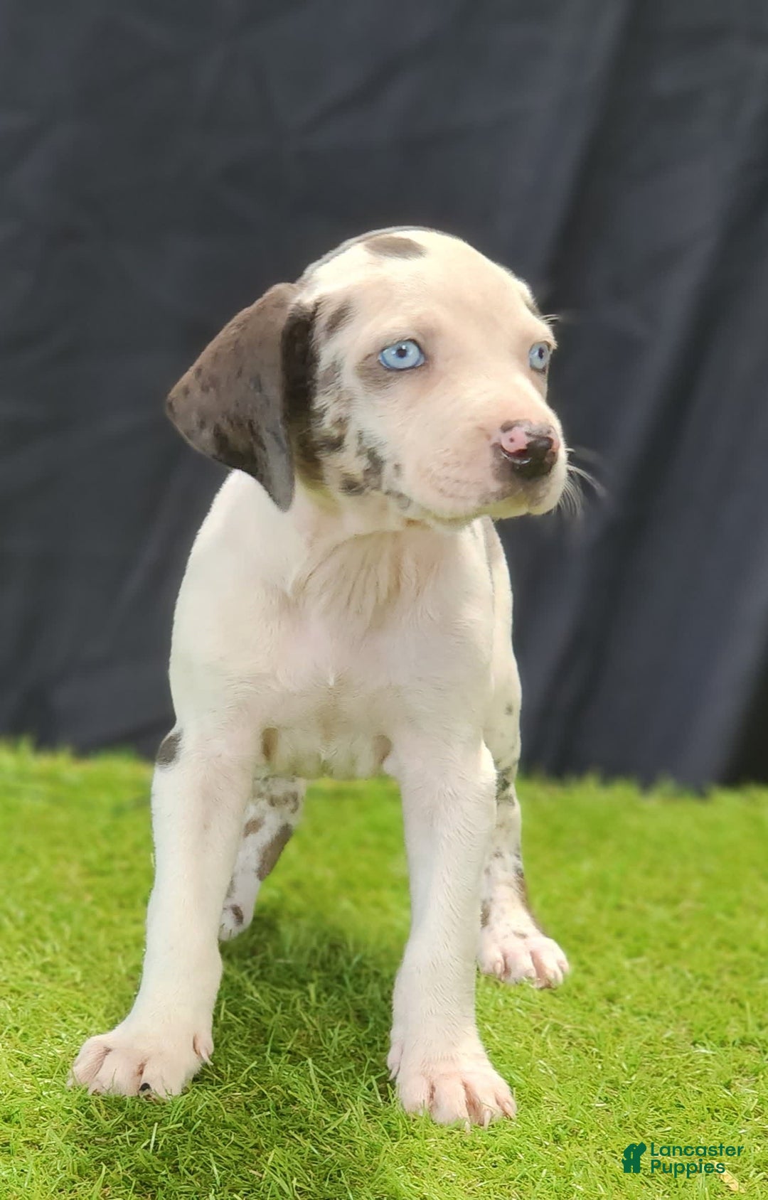 Catahoula Leopard Dog dogs for sale: Diamond 2025 F3 - Image 6