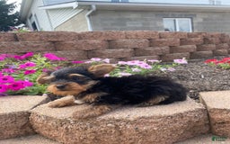 Yorkshire Terrier dogs for sale: Rebel - Image 14