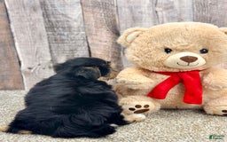 Morkie dogs for sale: Ness - Image 3