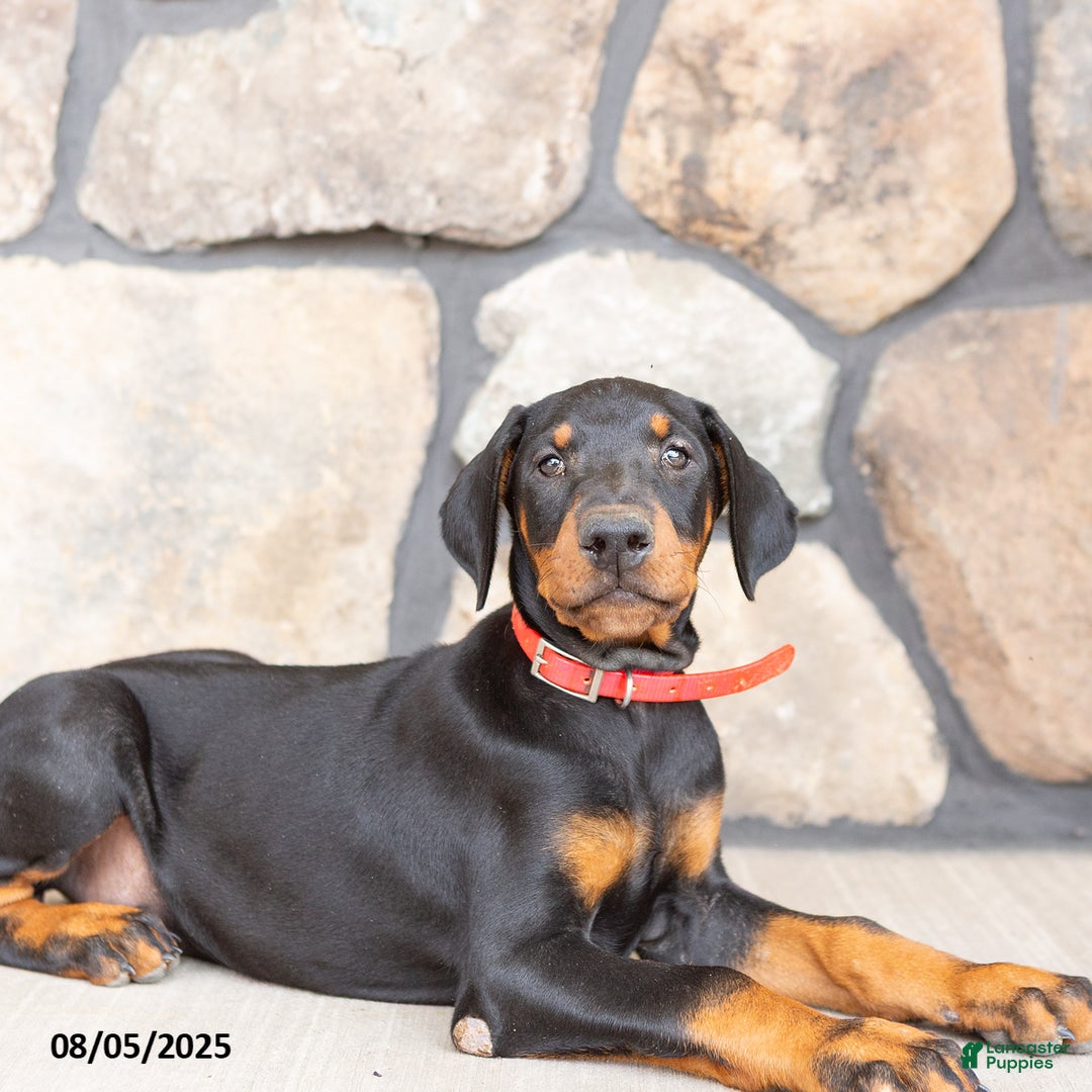 Doberman Pinscher dogs for sale: Rachelle - Image 2