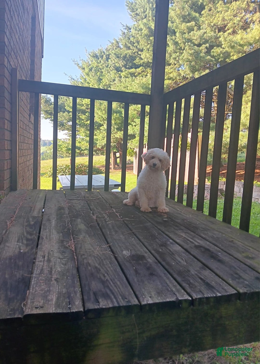 Miniature Poodle dogs for sale: Nicholas - Image 8