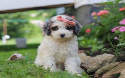 Mini Aussiedoodle dogs for sale: Jazzy - Image 1