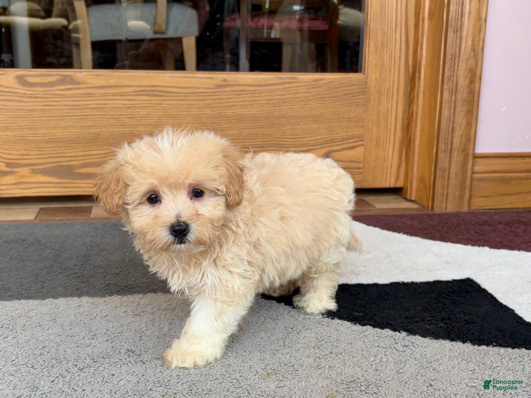 Maltipoo dogs for sale: Drew - Image 9