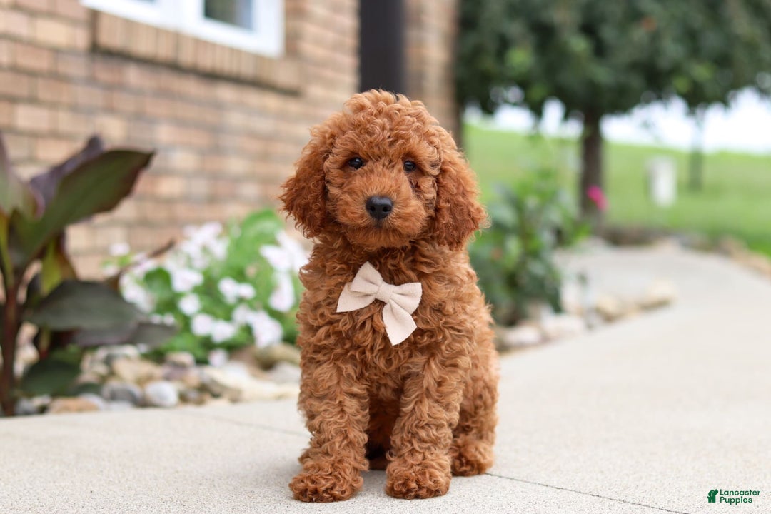 Goldendoodle dogs for sale: Hawk - Image 19