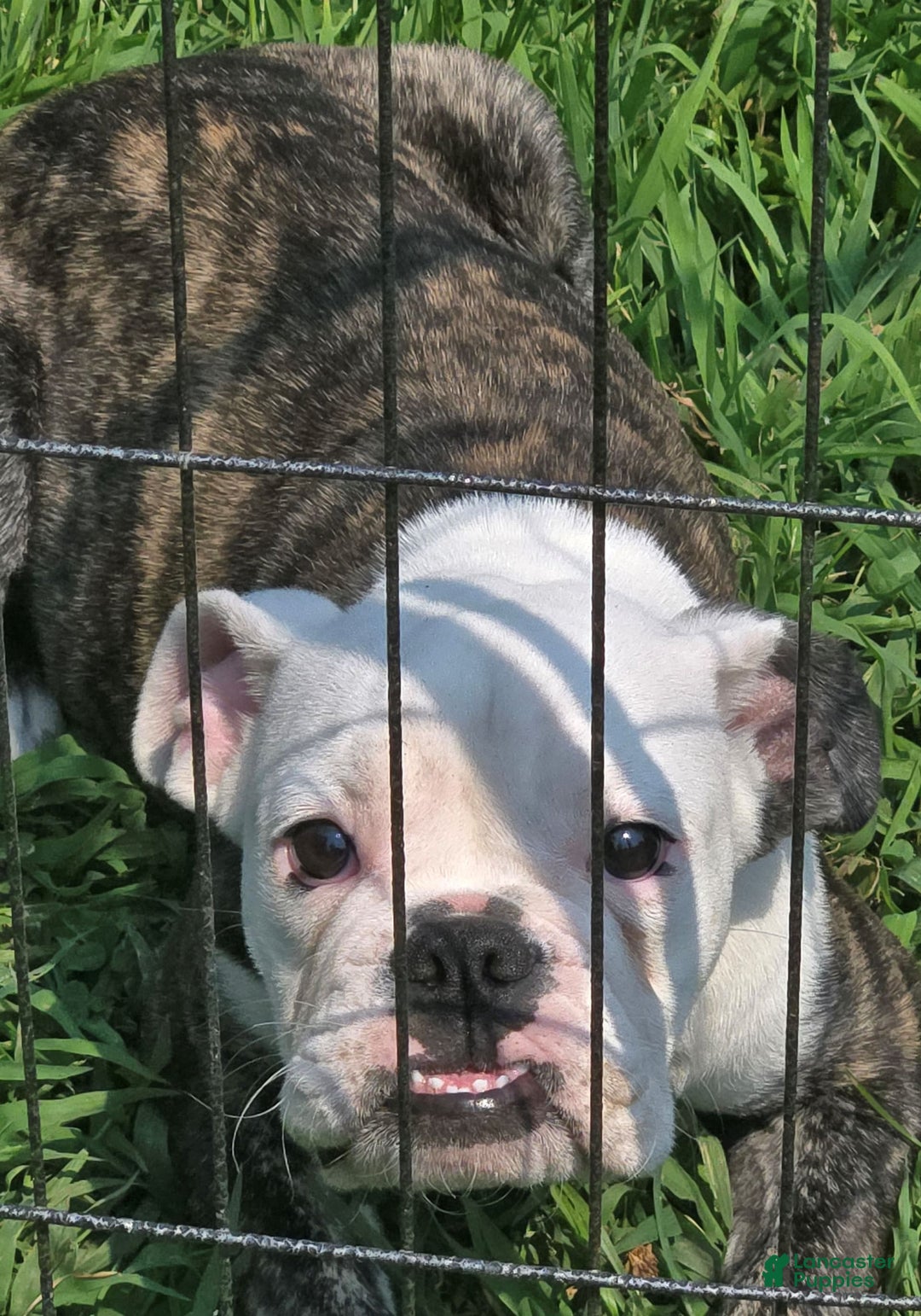 English Bulldog dogs for sale: Elininor - Image 1
