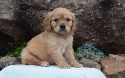 Miniature Golden Retriever dogs for sale: Copper - Image 2